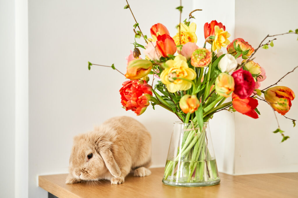 Lapin bouquet de fleurs printemps tulipes livraison bruxelles