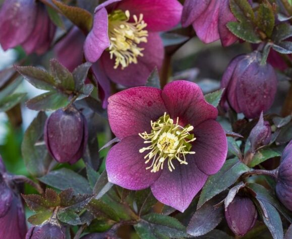 Les fleurs d’hiver