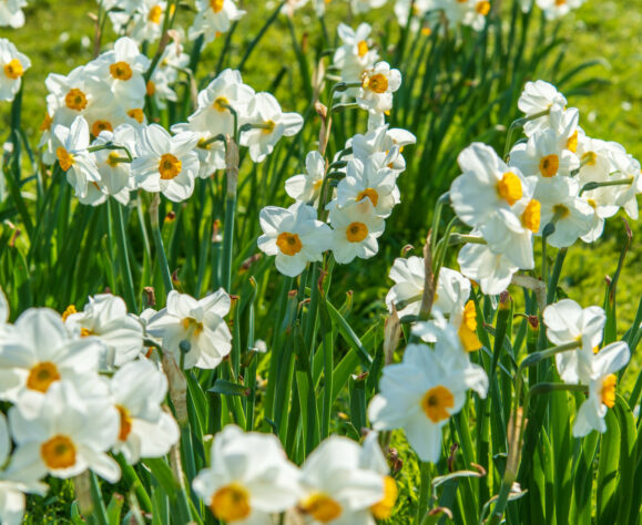 Les fleurs de printemps