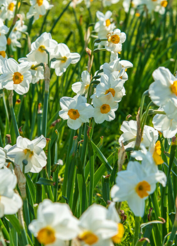 Les fleurs de printemps